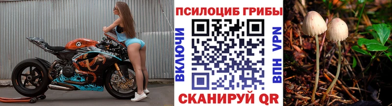 Купить  Княгинино  Галлюциногенные грибы Cubensis 